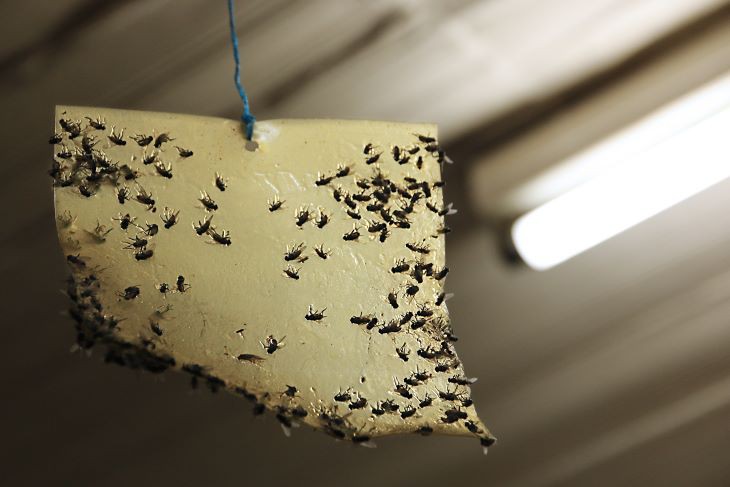 vliegen uit huis halen